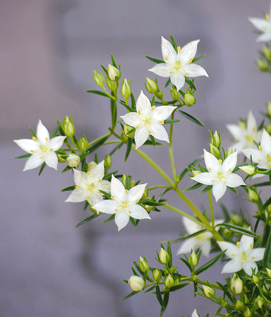 a0001354_23052372.gif