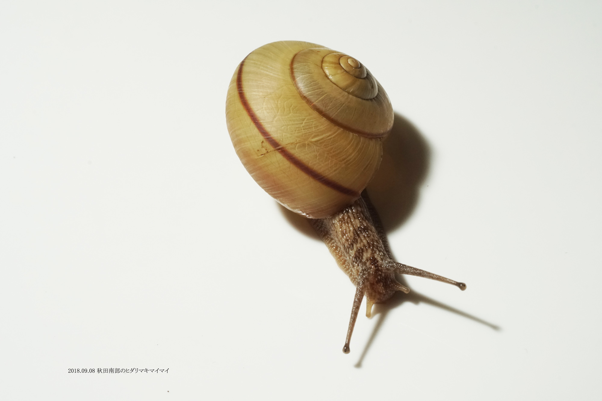 貝標本　エチゴ　マイマイ有帯個体レア 貝標本 エチゴ マイマイ有帯個体レア 【公式通販】