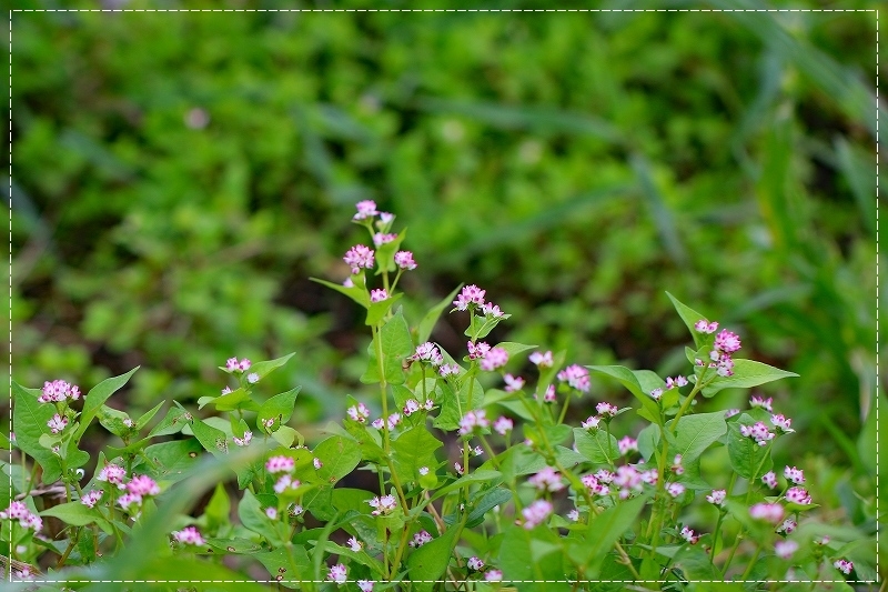 d0102968_10265798.jpg