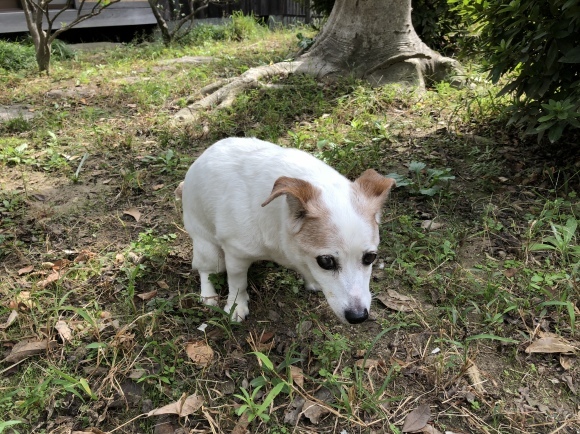 e0106372_13270114.jpeg