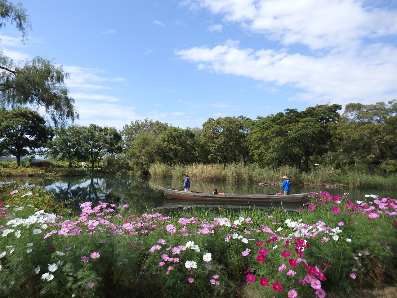 『木舟遊覧と秋桜の風景～』_d0054276_20134090.jpg