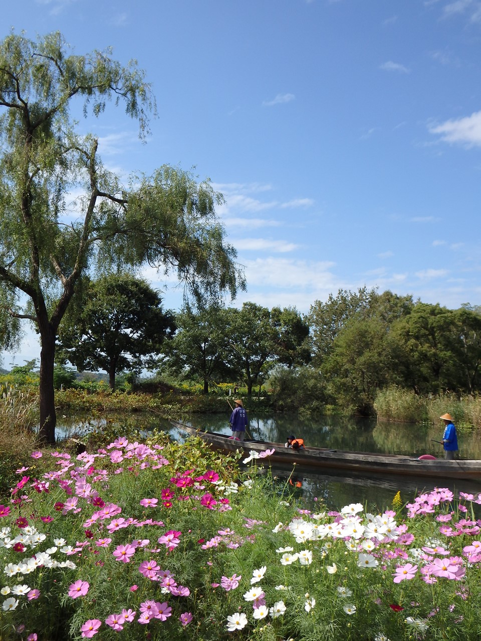 『木舟遊覧と秋桜の風景～』_d0054276_2014178.jpg