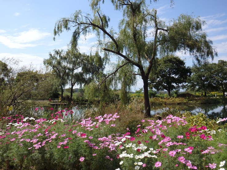 『木舟遊覧と秋桜の風景～』_d0054276_20142879.jpg