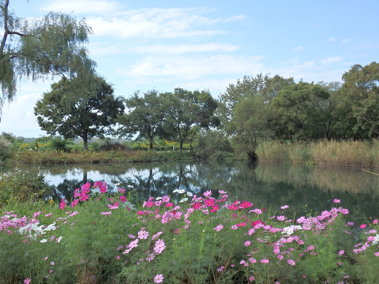 『木舟遊覧と秋桜の風景～』_d0054276_2014394.jpg