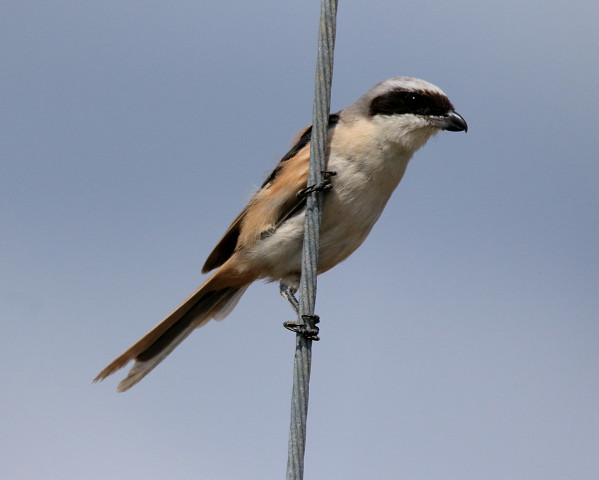 珍鳥タカサゴモズ　(石垣島ー５）_b0227680_14302815.jpg