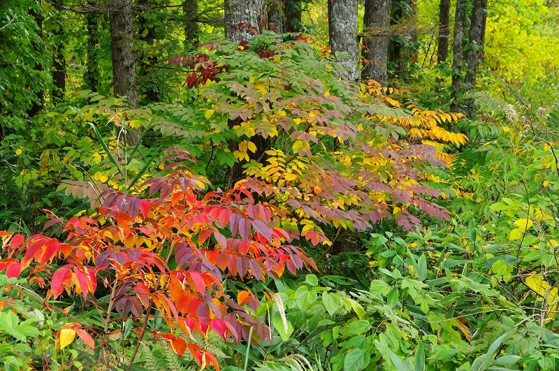 裏磐梯の紅葉「色づき始め」-3_c0313080_11315231.jpg