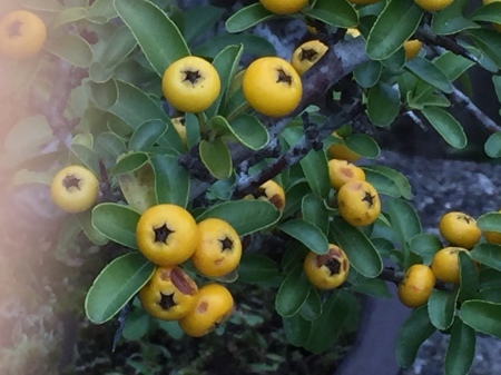 b0163381_20521400.jpeg