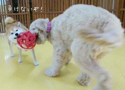 元気にボール遊び!_f0357682_19590302.jpg