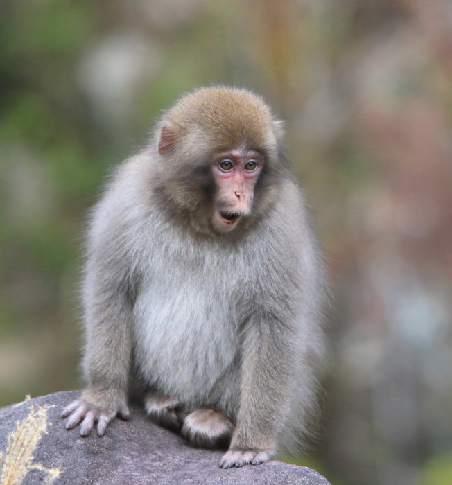 クマタカ：秋の匂い２０１８_c0319902_07103946.jpg