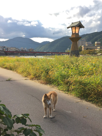 犬連れ旅行 18 秋 下呂温泉 日常と夢の記憶