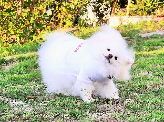 大脱走劇_d0360206_01262012.jpg