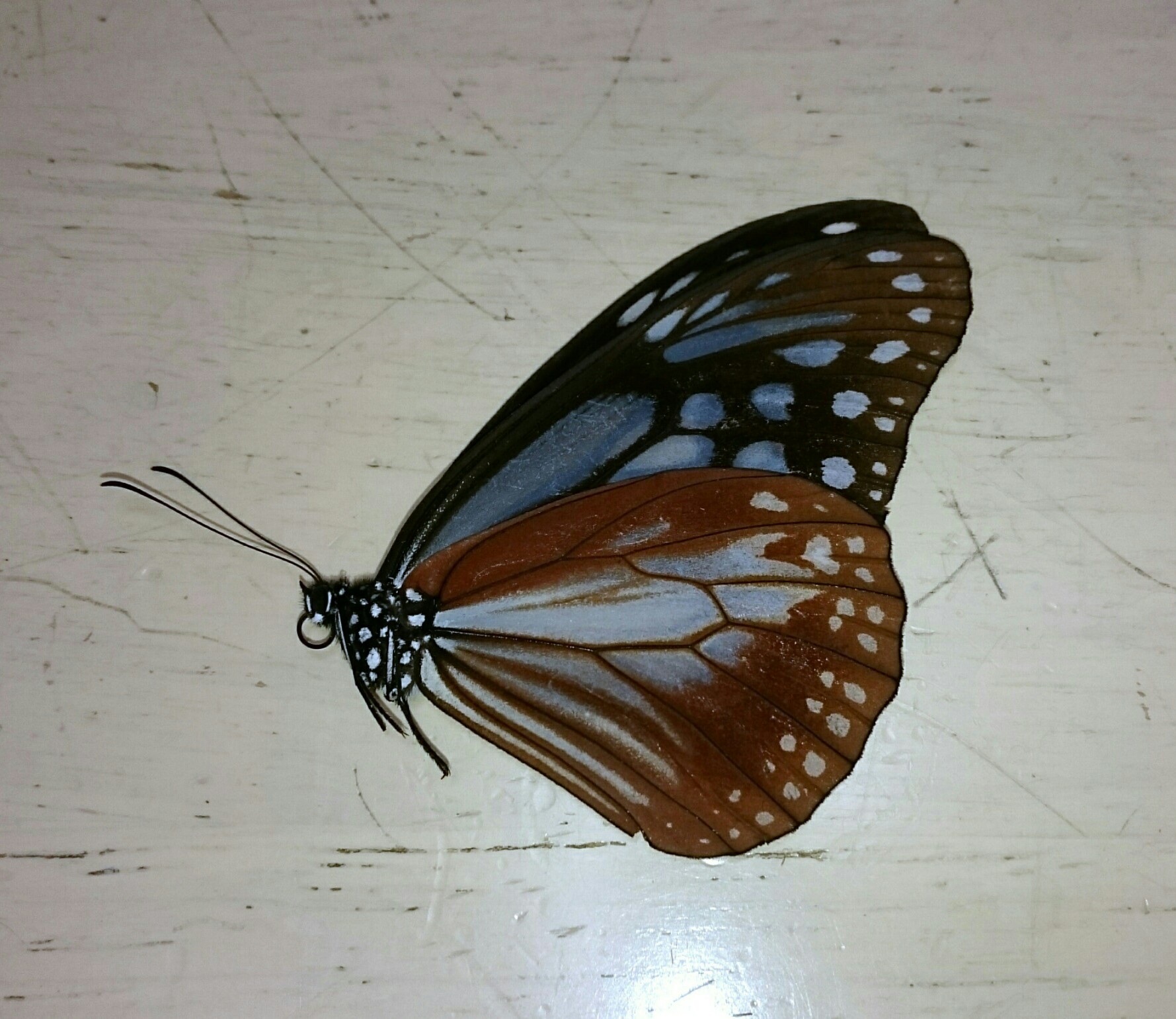 a0361610_14281016.jpg