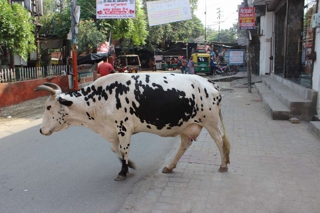 次男のインド旅行16　Amritsar_b0064411_05055606.jpg