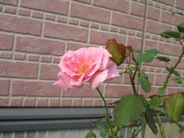 b0183111_09502453.jpg