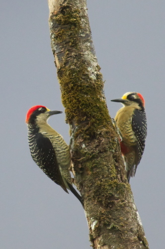 コスタリカの野鳥（その3）－ アレナル火山周辺_e0121842_14205478.jpg