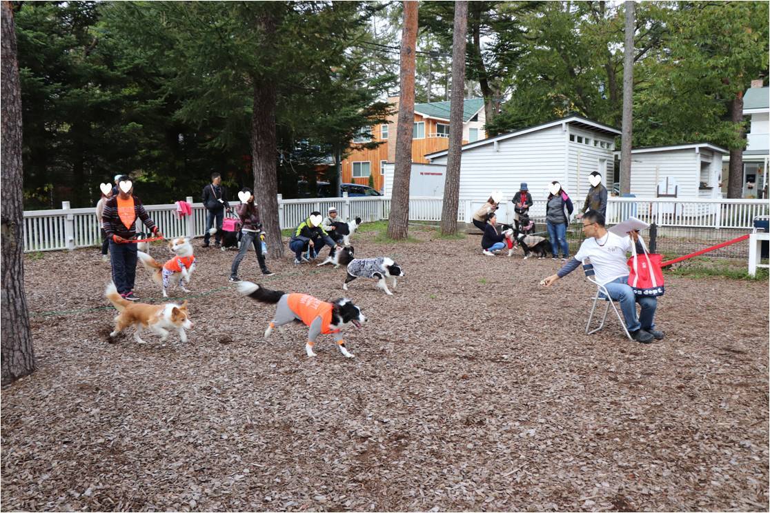 ゆるゆるボーダー☆犬の運動会でよかった♪_b0245048_07574946.jpg