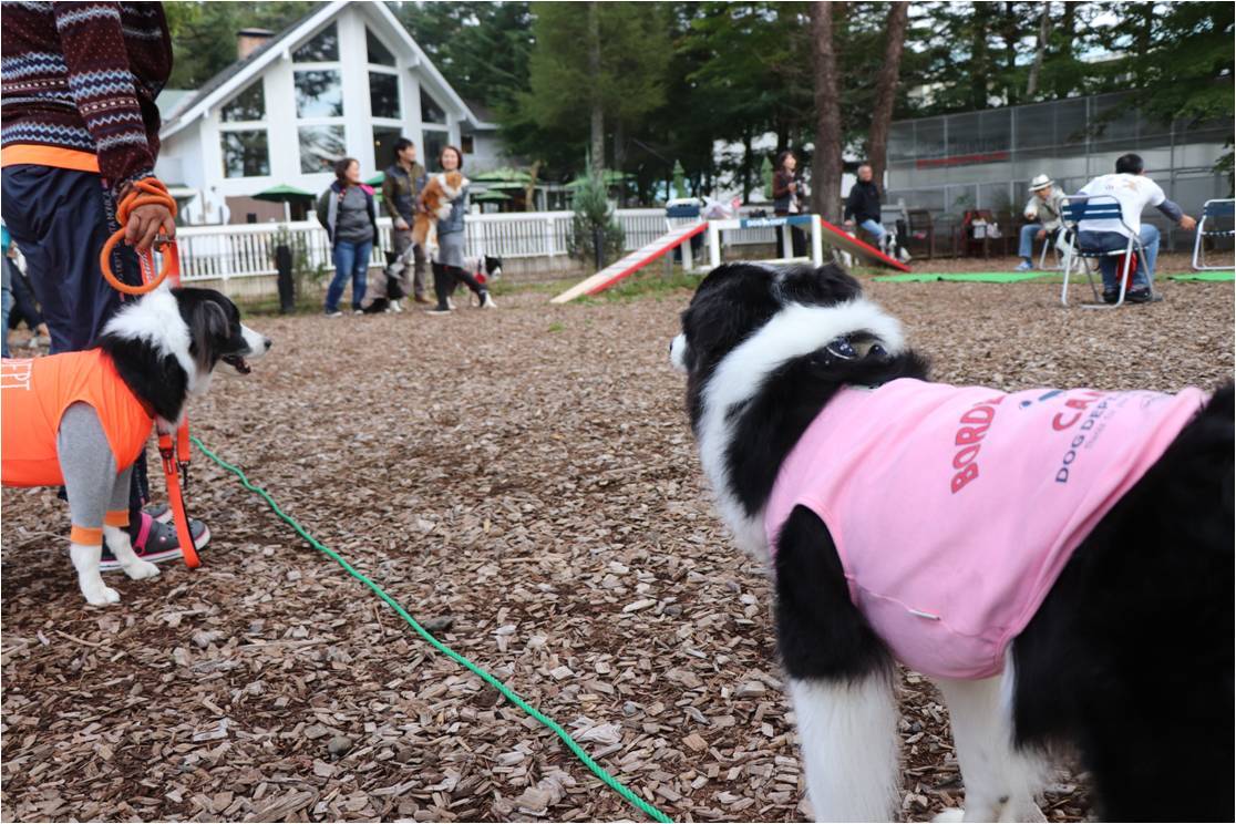 ゆるゆるボーダー☆犬の運動会でよかった♪_b0245048_08025429.jpg