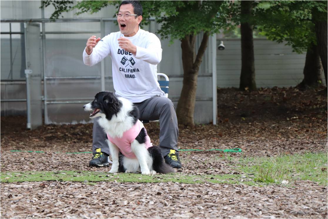 ゆるゆるボーダー☆犬の運動会でよかった♪_b0245048_08030120.jpg