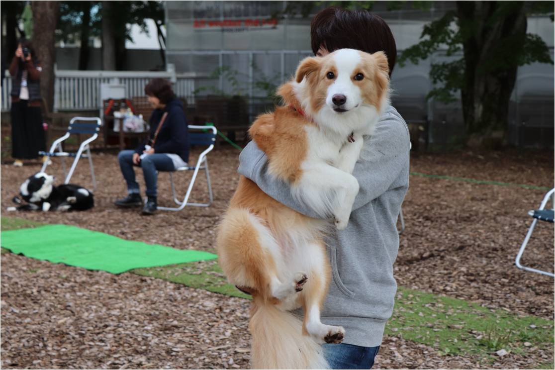 ゆるゆるボーダー☆犬の運動会でよかった♪_b0245048_08040225.jpg