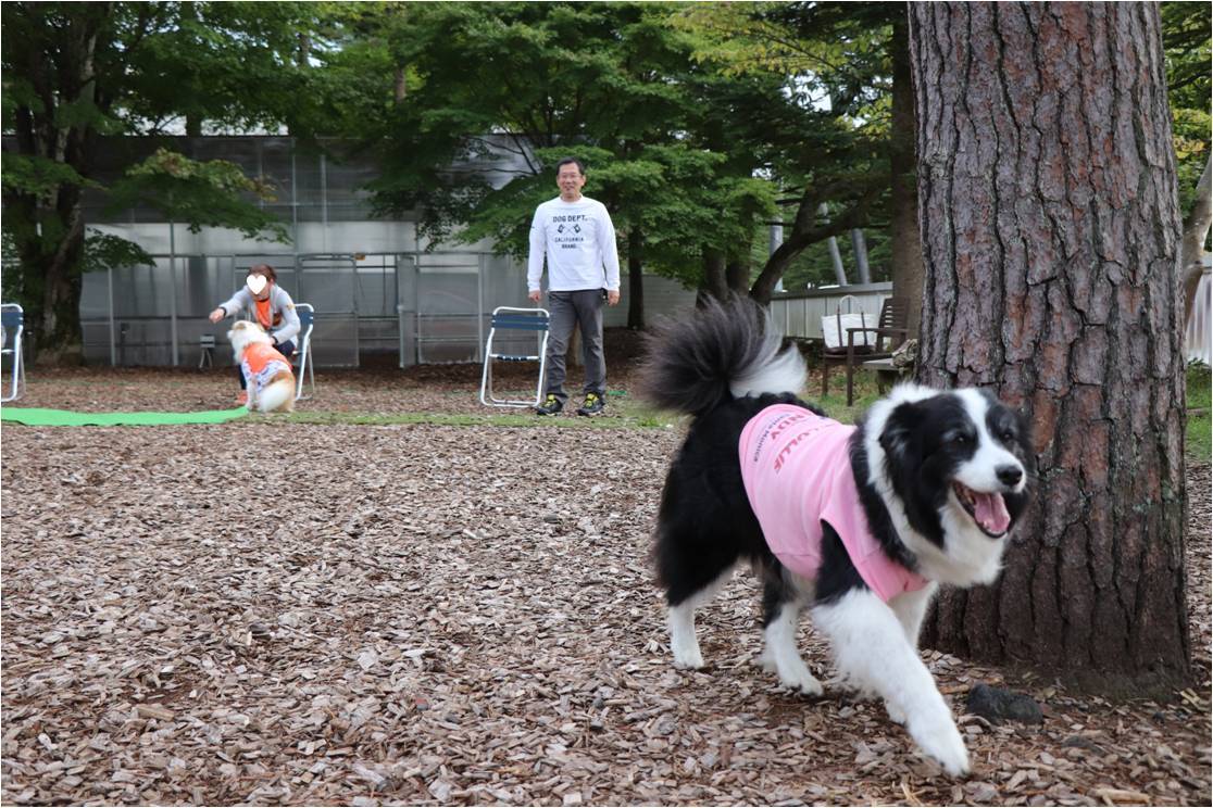 ゆるゆるボーダー☆犬の運動会でよかった♪_b0245048_08154223.jpg