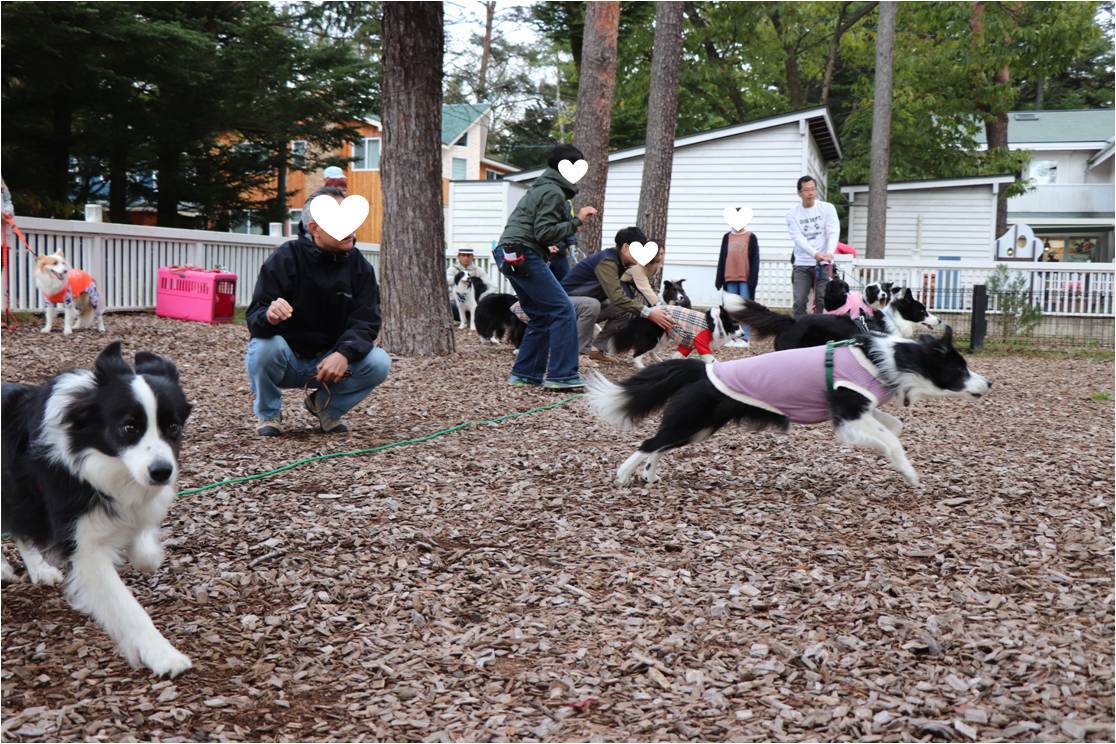 ゆるゆるボーダー☆犬の運動会でよかった♪_b0245048_08211487.jpg