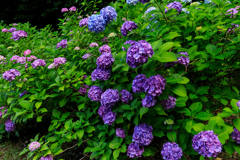 紫陽花と初夏の花々（智積院）_f0155048_23175121.jpg