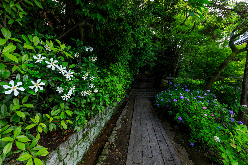 紫陽花と初夏の花々（智積院）_f0155048_23183244.jpg