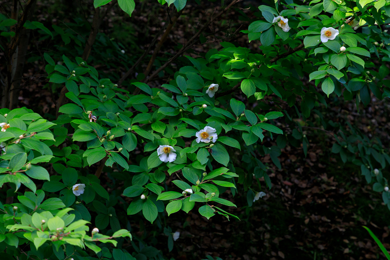 紫陽花と初夏の花々（智積院）_f0155048_23191761.jpg