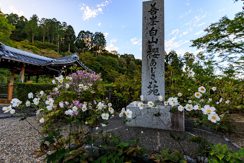 秋明菊咲く山寺（善峯寺）_f0155048_23443873.jpg