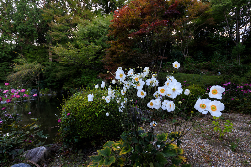 秋明菊咲く山寺（善峯寺）_f0155048_23535670.jpg