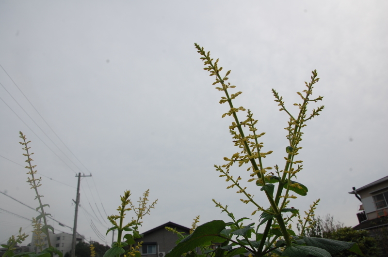 c0108460_18223422.jpg