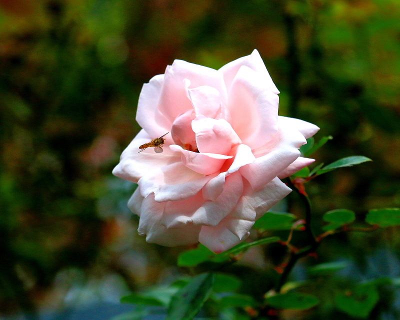 c0305565_17422101.jpg