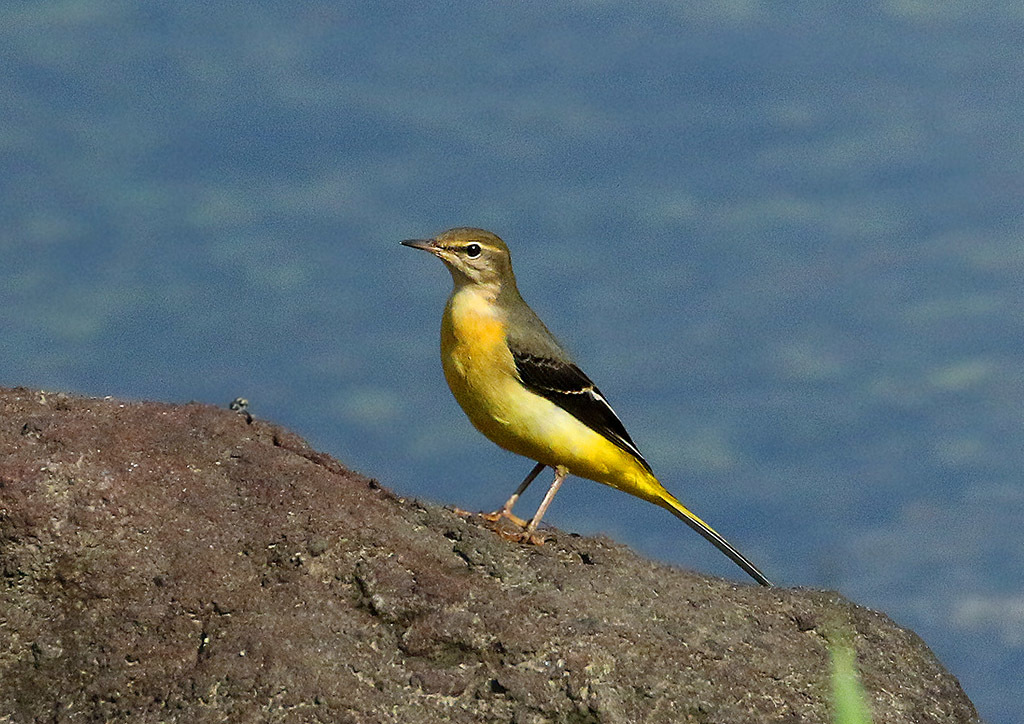 黄色い鳥さん2羽 : 自然の中に鳥さんを見つけて
