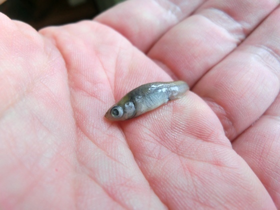 南魚沼のメダカ 一匹死亡 某の雑記帳