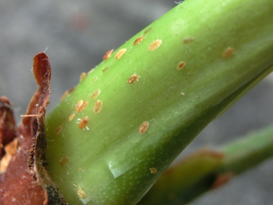 わが家の植物たち～アンスリウムの植え替え、チューリップ球根の植え込み他_e0045768_21592403.jpg