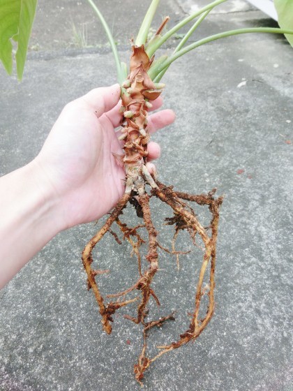 わが家の植物たち～アンスリウムの植え替え、チューリップ球根の植え込み他_e0045768_22001516.jpg