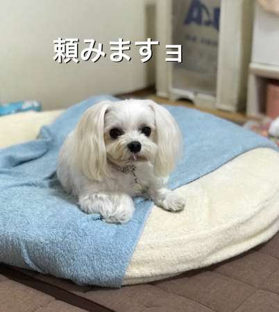 愛玩動物介護士になる_b0193480_14163786.jpeg