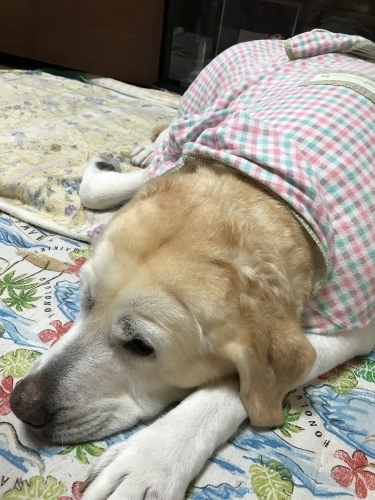 f0315081_18351961.jpeg