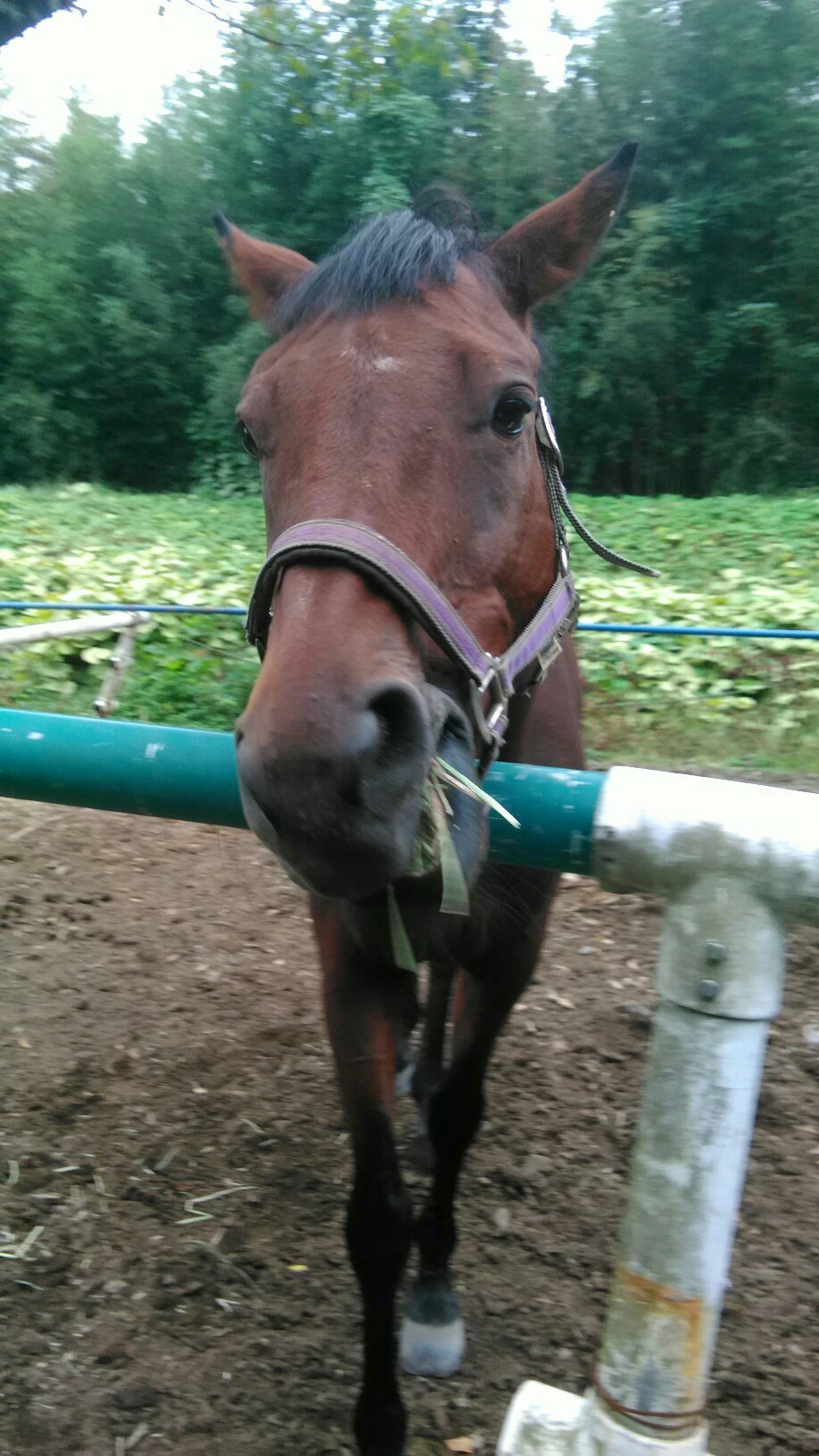 お客さん 終わりだよ ぴっぴの文鳥と馬の日記時々猫 お客さん 終わりだよ ぴっぴの文鳥と馬の日記時々猫