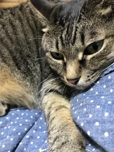 c0340786_20212941.jpeg