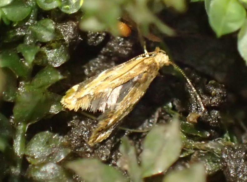 金色のすごくちいさい蛾 ヒメツマオレガ Dryadaula Epischista 写ればおっけー コンデジで虫写真