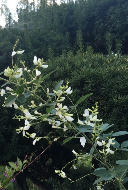 d0354191_12175397.jpeg