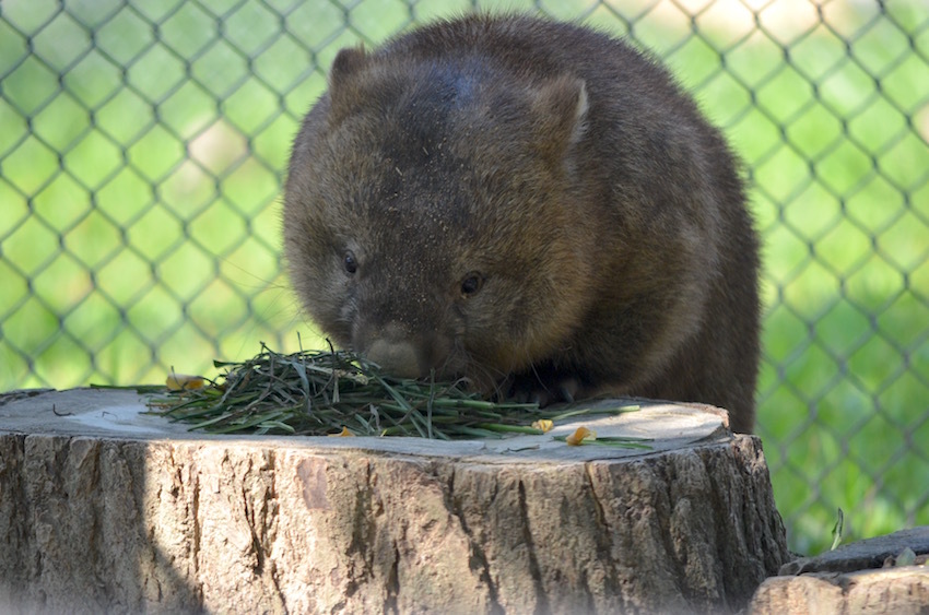 フクのご飯風景　＠五月山動物園_f0337097_23150285.jpg