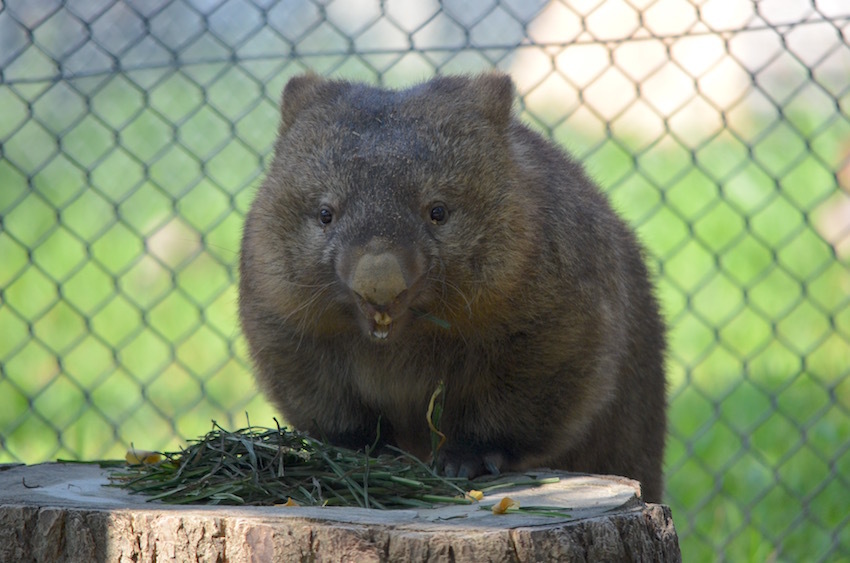 フクのご飯風景　＠五月山動物園_f0337097_23151116.jpg