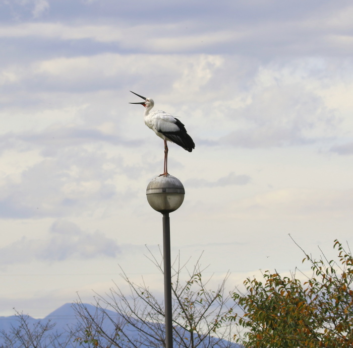 コウノトリ：鳴くの？２０１８_c0319902_07321711.jpg