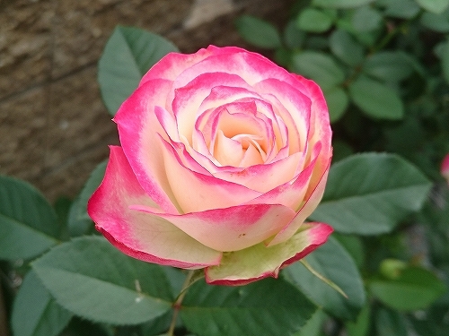 e0289203_22105522.jpg