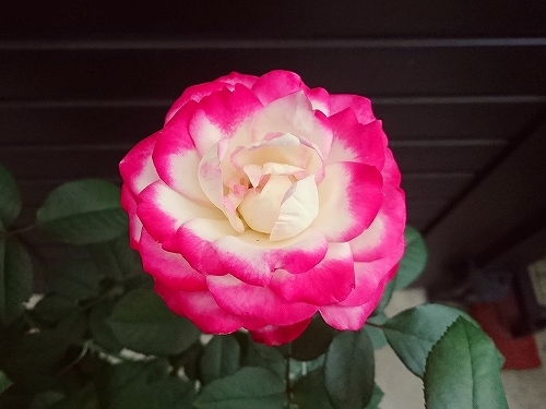 e0289203_22110090.jpg