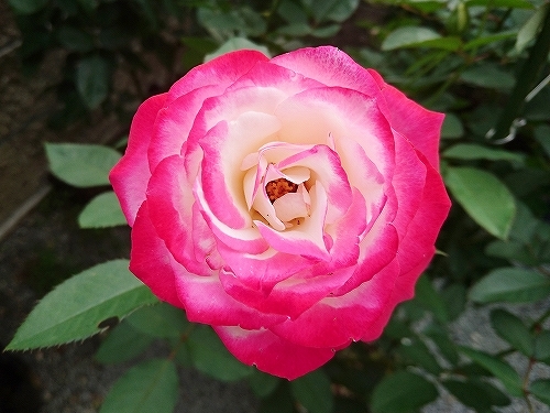 e0289203_22110531.jpg