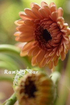 コスモス オレンジキャンパス Ramb S Ear ﾗﾑｽﾞｲﾔｰ