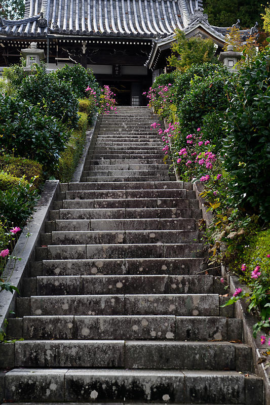 秋明菊@善峯寺 其の二_f0032011_20085197.jpg